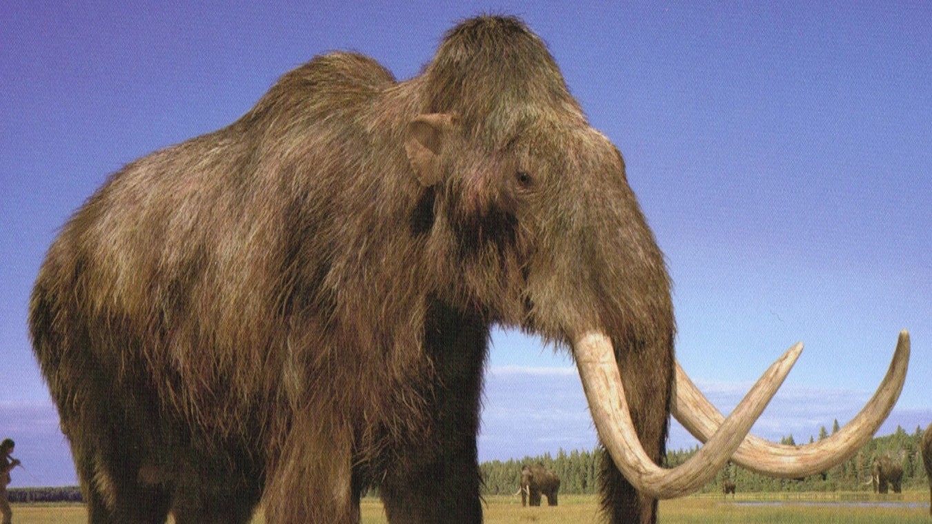 Mammoth berbulu dihidupkan kembali dari kepunahan, inilah saatnya ia kembali