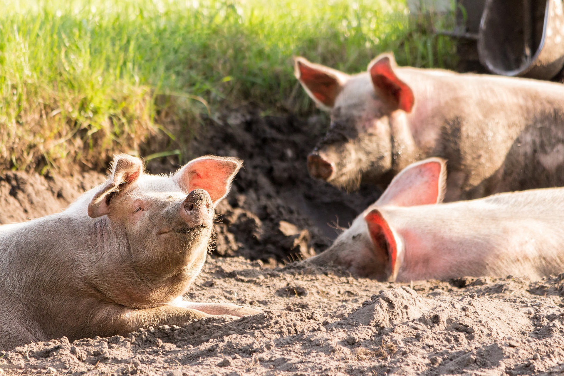 Canadian Super Pigs Invading The United States