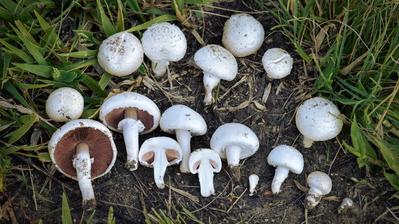 A Disturbing New Use For Mushrooms To Help The Environment Has Emerged