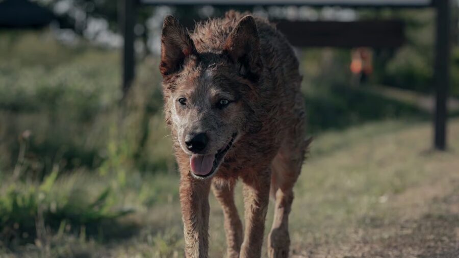 pet sematary