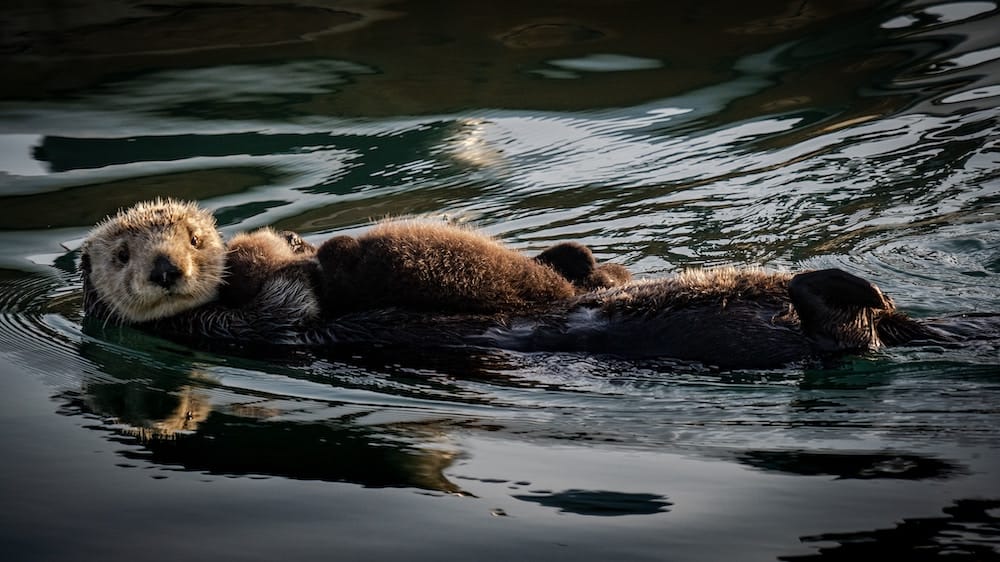 Kijk hoe Sea Otter Surfer aanvalt en zijn board steelt