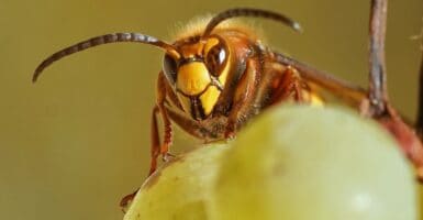yellow legged hornet, bees