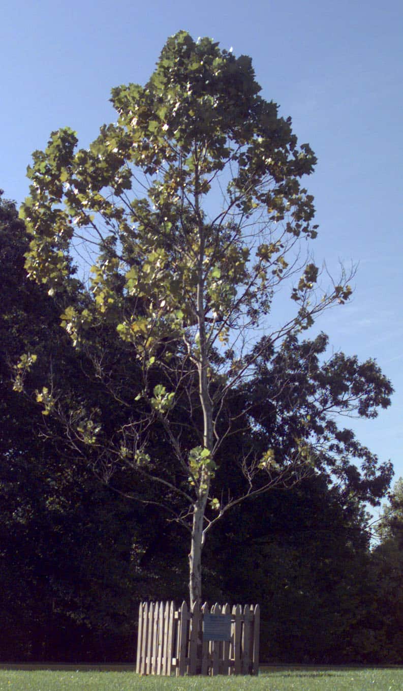 moon trees