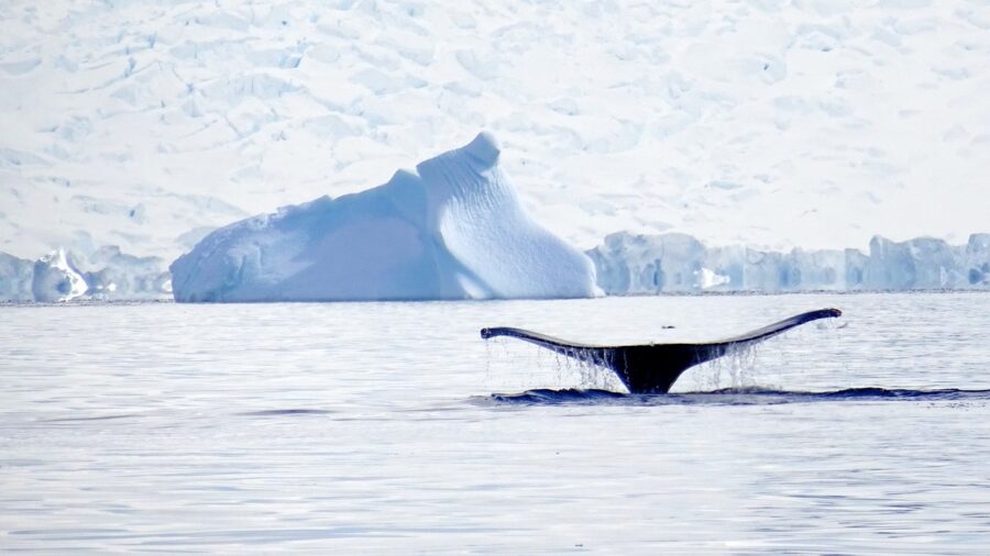 whale language