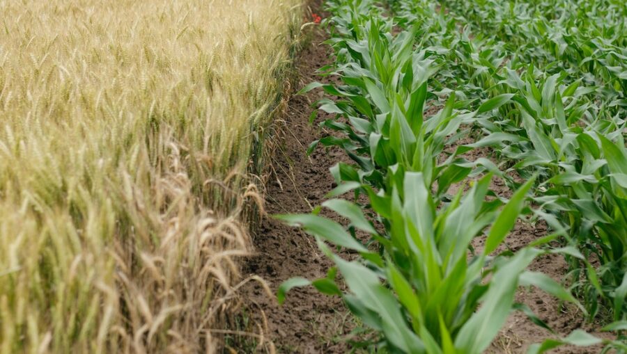 miniature corn