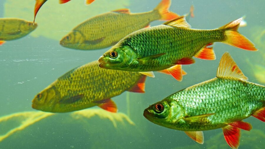 Scientists Putting Cold Water In Rivers To Keep Fish Cooler