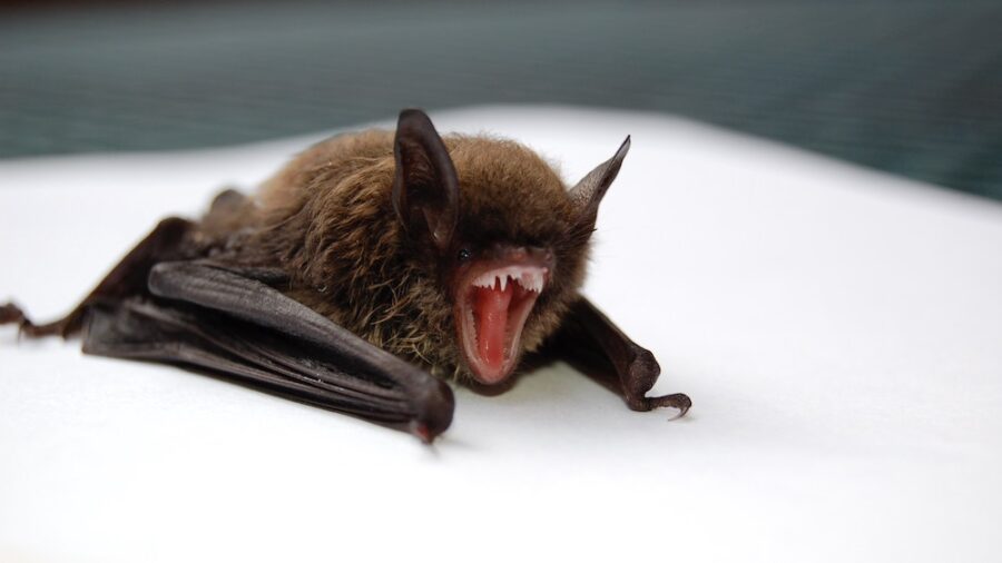 vampire Bats