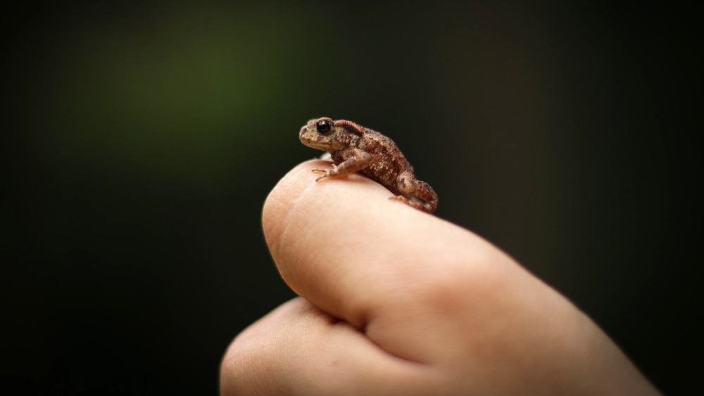 De kleinste soort kikker met slagtanden die ooit is ontdekt