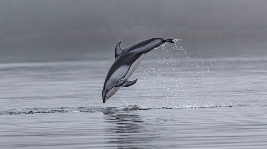 dolphins