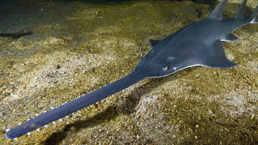 sawfish