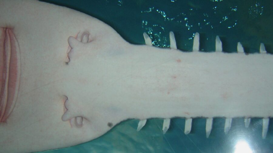 sawfish