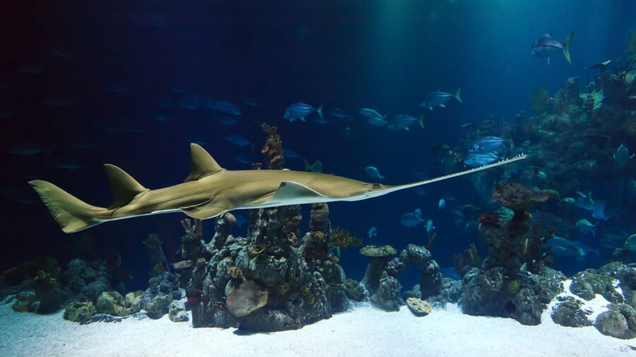 sawfish