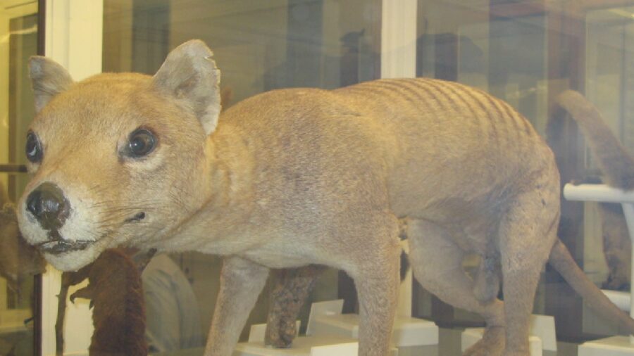 tasmanian tiger