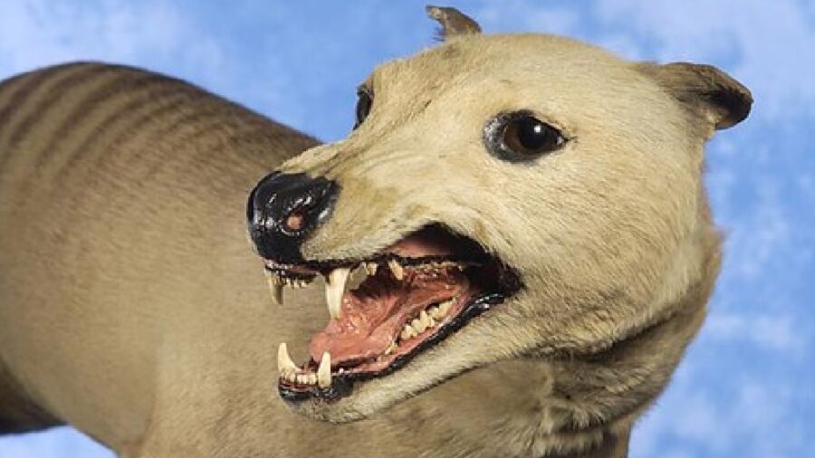 tasmanian tiger